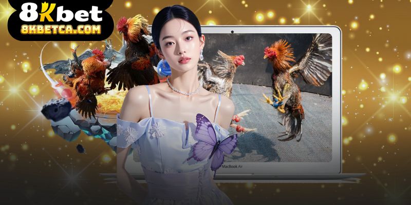 Đá Gà Cựa Sắt - Quy Tắc Thi Đấu Và Kinh Nghiệm Phân Tích